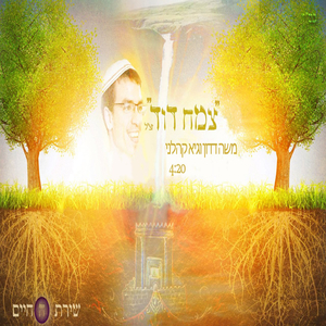 צמח דוד