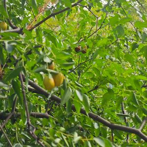 《旧巷月光引我归乡》找不到名字54687-梦幻-流行_20251015_16402497