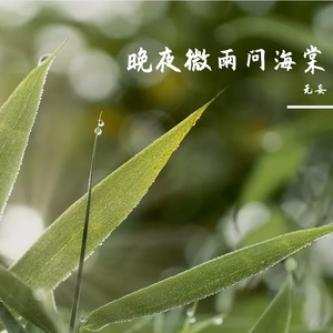 晚夜微雨问海棠