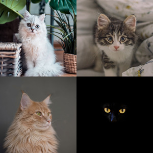 诗意的可爱猫咪节奏