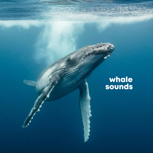 Humpback Whale