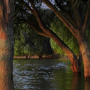 can’t help falling in love