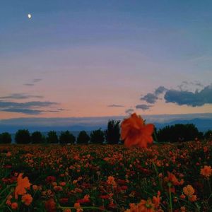 那天看到你眼里的星空