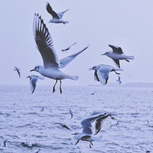 离开大海的海鸥