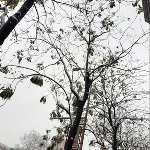 寒木春华o.o