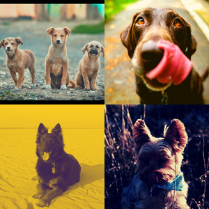 有趣狗独自在家情怀