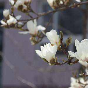 祝福育英DEMO（翻自 刘溪 邹中华）