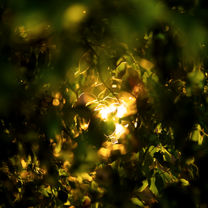 今晚的月色真美