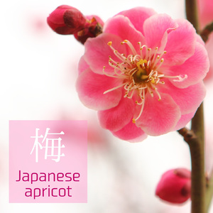 ヒーリングピアノ 梅