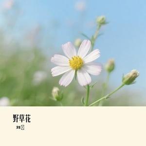 野草花