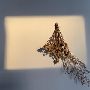 飞燕（翻自 南里沙）