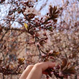 南方的她（Vocal）