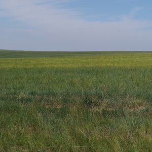 写给锡林郭勒的歌