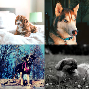 温和可爱的狗梦想