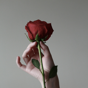 玫瑰少年【女声翻唱五月天ver.】