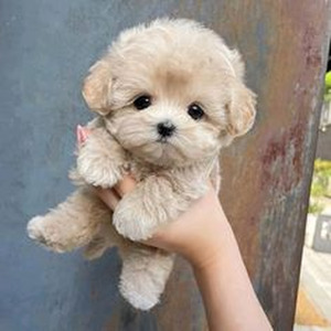 No Logre Olvidarte (sped up)