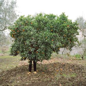 To mama l'è un fiöl d'una vaca de mmerda