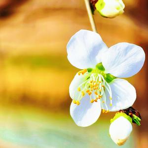 三月春花（纯音乐）