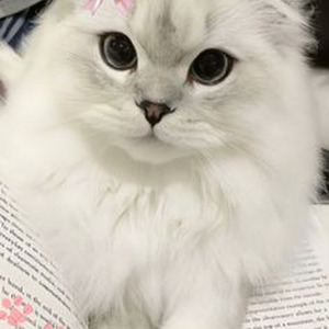 SpottieOttieDopaliscious (sped up)