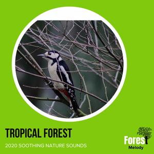 Fiesty Acassia Pied Barnet
