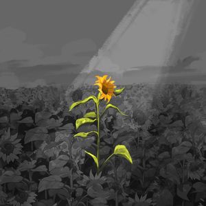 阴天里的向日葵