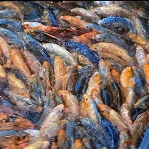 【FREE】lofi type beat