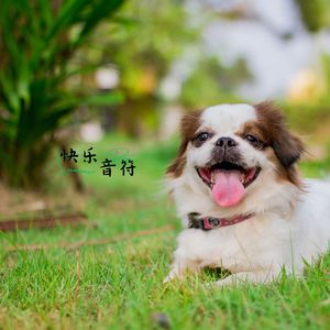 快乐音符 (狗舍音乐)