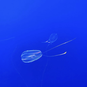 D1's (feat. Young V Wii)