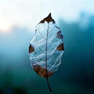 相思成茧 (Cover 铁梅)