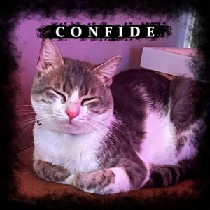 Confide