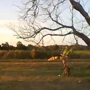 Viento
