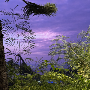 Tears of Hydeangen 绣球花之泪