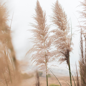 Relaxing Music and Gentle Ambience