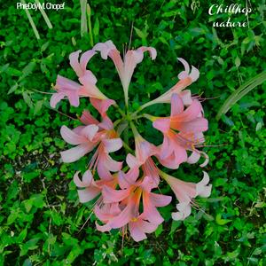 Chillhop nature (feat. Chopef)