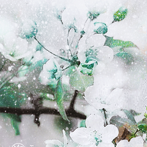 海棠（Cover 玄觞）