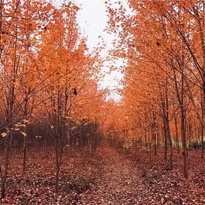 好久好久 (prod. 紅薯羊羹)