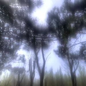 花，他消失了吗