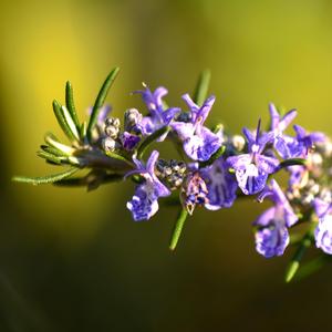 迷迭香（Prod by 幸子小姐拜托了）