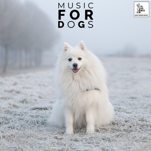 Best Music To Leave On For Dogs