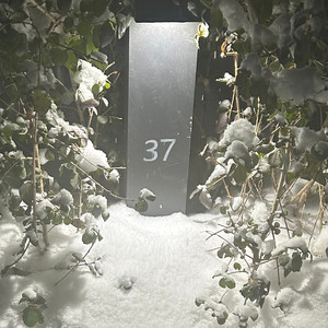 离开森林星球的三十七号猪