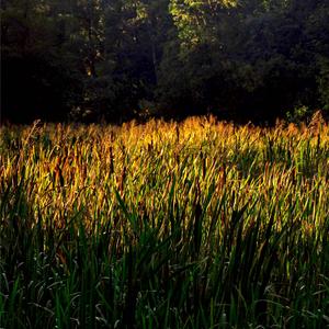 Kas pasakys pievoms (feat. Gaudrė)