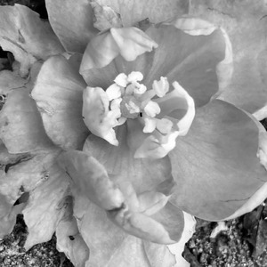 揺らぐ (2024 Remastered)