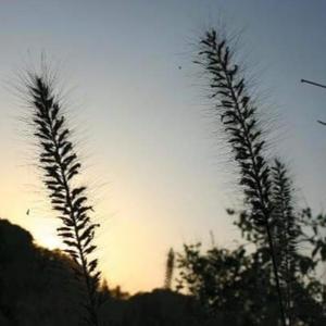 달빛속 멈춤 (The Moonlit Pause)]