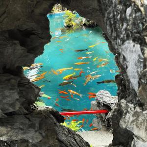 那天我经过一片花园你不在