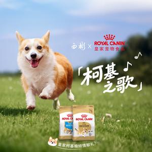 柯基之歌（皇家柯基粮特别版）