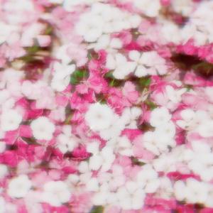 환상동화 (Secret Story of the Swan)