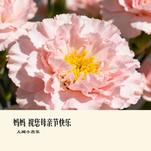 妈妈 祝您母亲节快乐