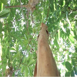 Café Amargo (Café Amargo)