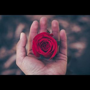 玫瑰花刺（Prod.Keerad)