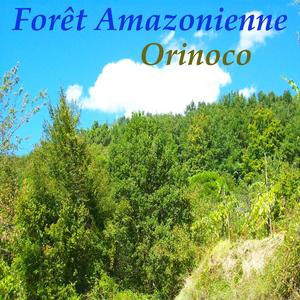 Forêt amazonienne